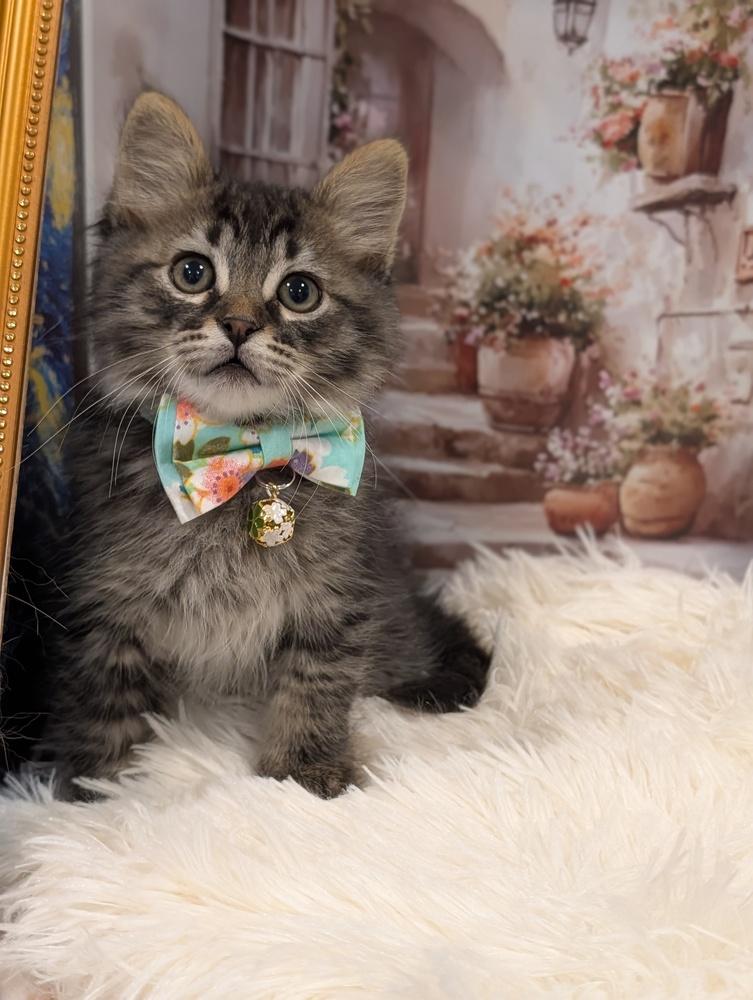 Enlarge Timon, a Adoptable Tabby in Fremont, CA image 5/5