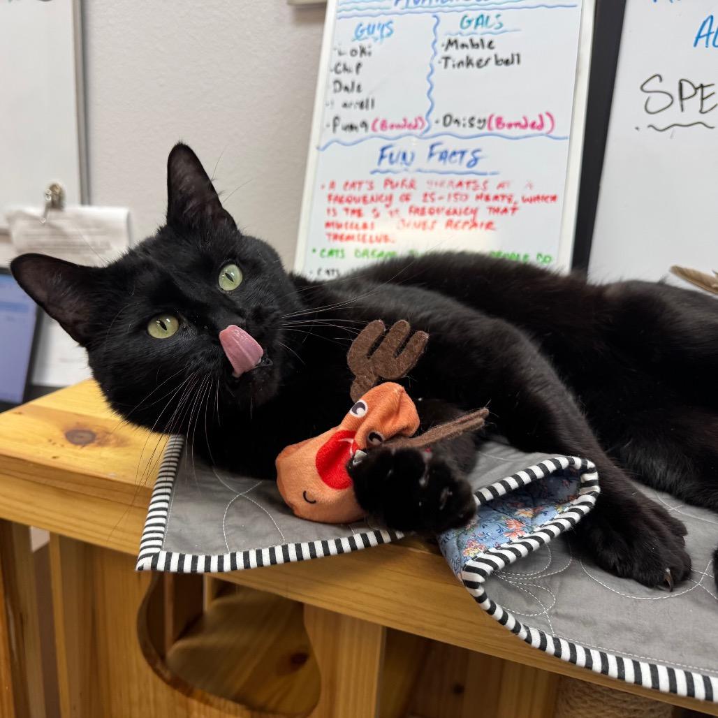 Darrell, Adoptable, Adult Male Domestic Short Hair.