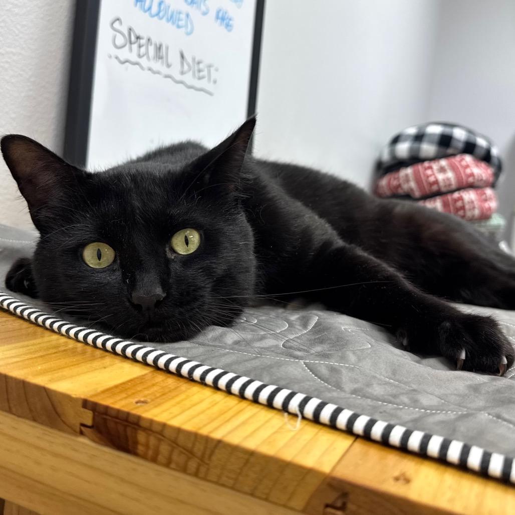 Enlarge Darrell, a Adoptable Domestic Short Hair in Port Angeles, WA image 2/6