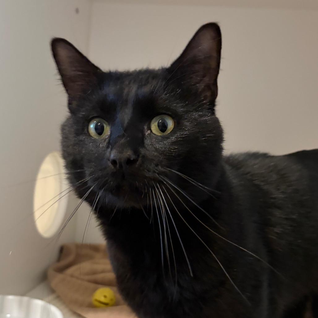 Enlarge Darrell, a Adoptable Domestic Short Hair in Port Angeles, WA image 3/6