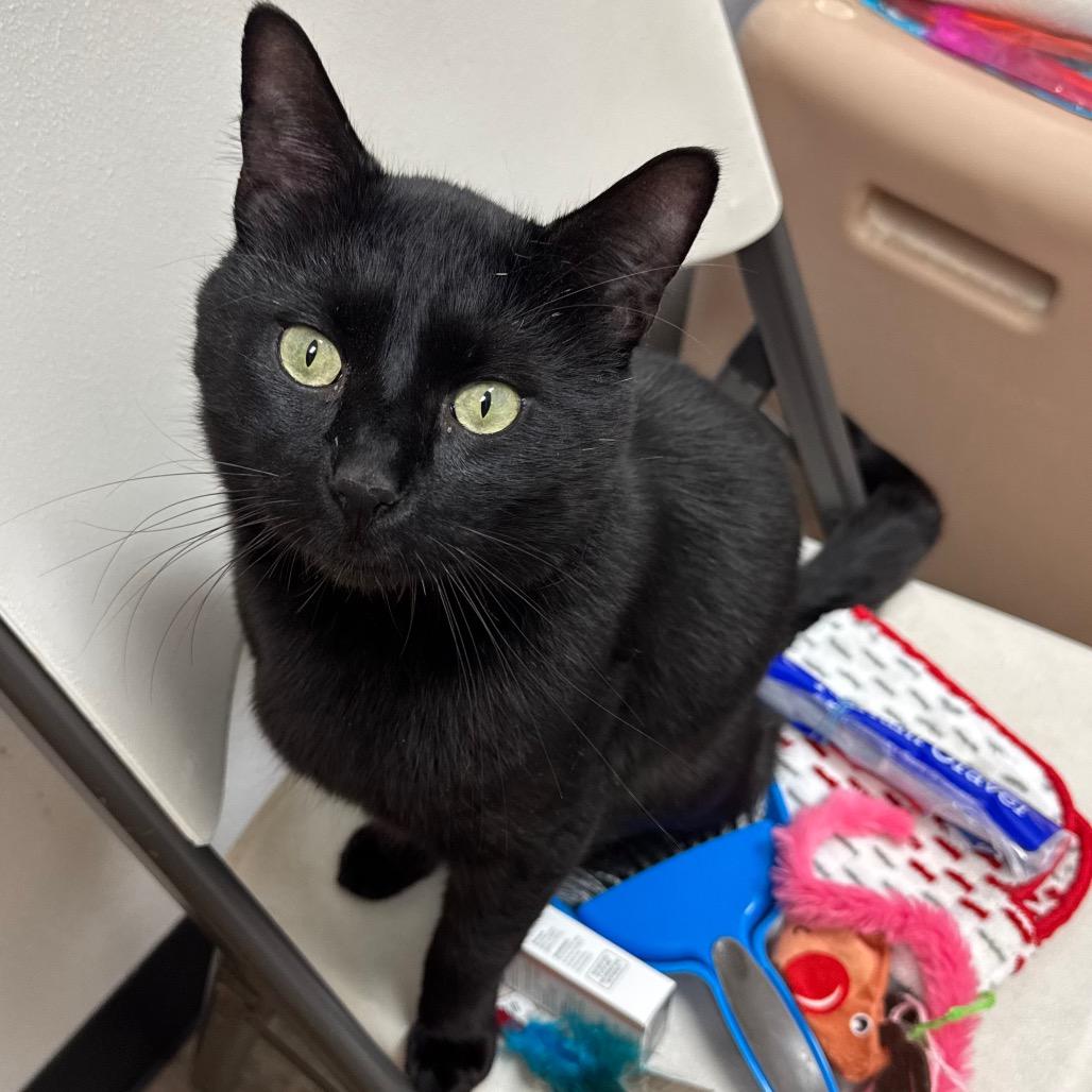 Enlarge Darrell, a Adoptable Domestic Short Hair in Port Angeles, WA image 4/6