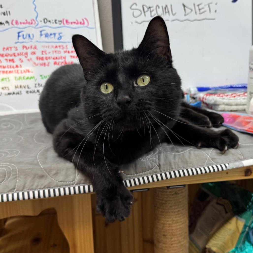 Enlarge Darrell, a Adoptable Domestic Short Hair in Port Angeles, WA image 5/6