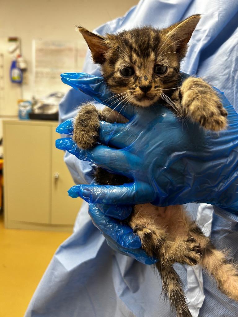 Kristoff, Adoptable, Kitten Male Domestic Short Hair.