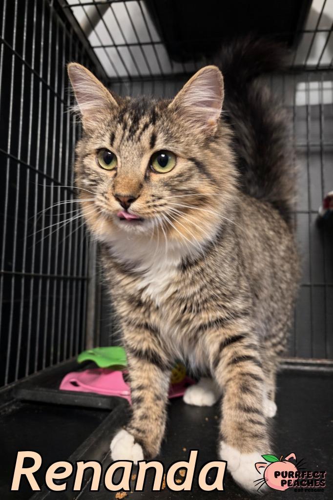 Enlarge Renanda, a Adoptable mixed breed in Douglasville, GA image 2/4