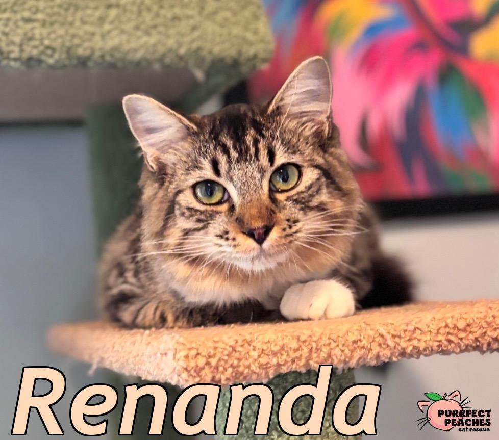 Enlarge Renanda, a Adoptable mixed breed in Douglasville, GA image 3/4