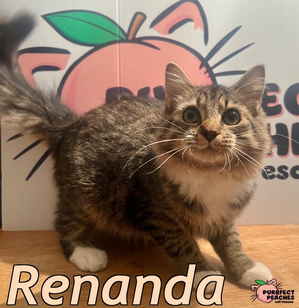 Enlarge Renanda, a Adoptable mixed breed in Douglasville, GA image 4/4