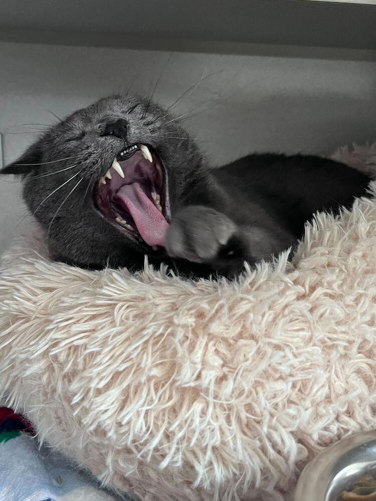 Enlarge Kevin, a Adoptable mixed breed in Bowling Green, OH image 1/3