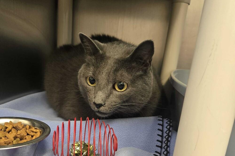 Enlarge Kevin, a Adoptable mixed breed in Bowling Green, OH image 1/1