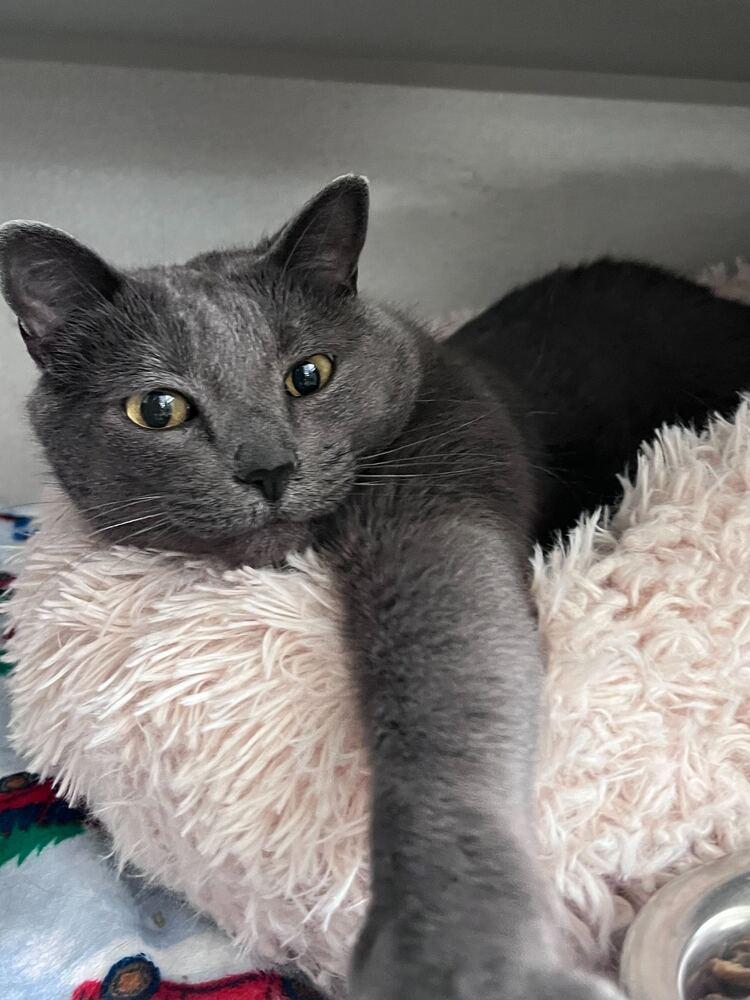 Enlarge Kevin, a Adoptable mixed breed in Bowling Green, OH image 2/3