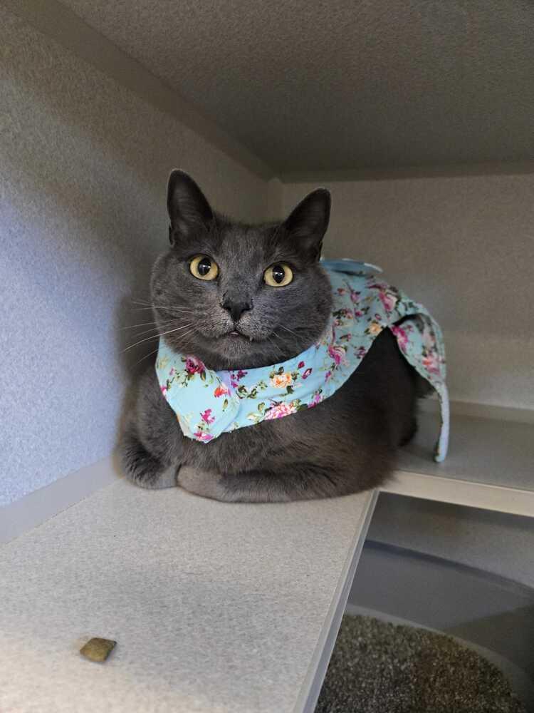 Enlarge Kevin, a Adoptable mixed breed in Bowling Green, OH image 3/3