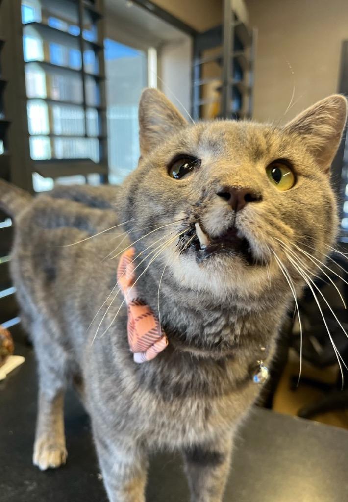 Picasso, Adult Male Domestic Short Hair