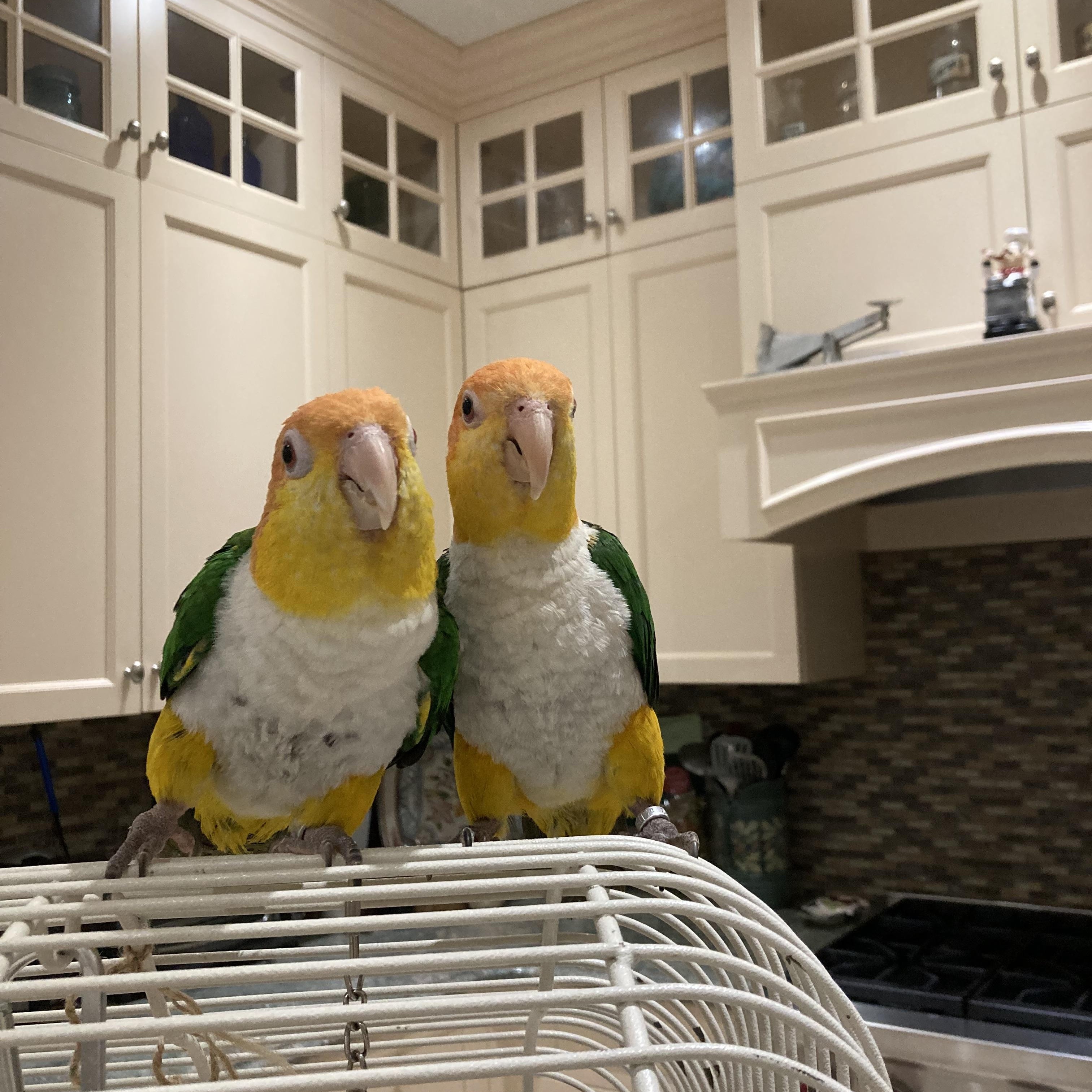 Lucy & Ricki, Adult Male Caique