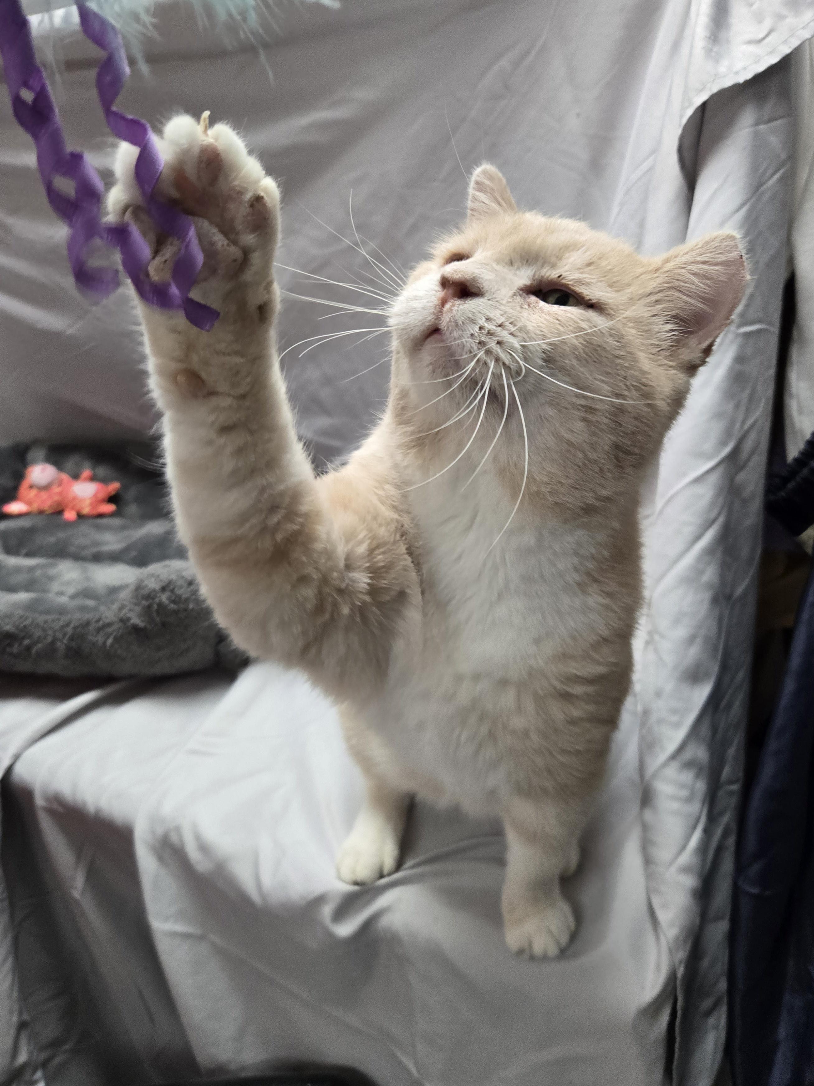 Muddy, an adopted Domestic Short Hair in Richmond, KY image 3/6