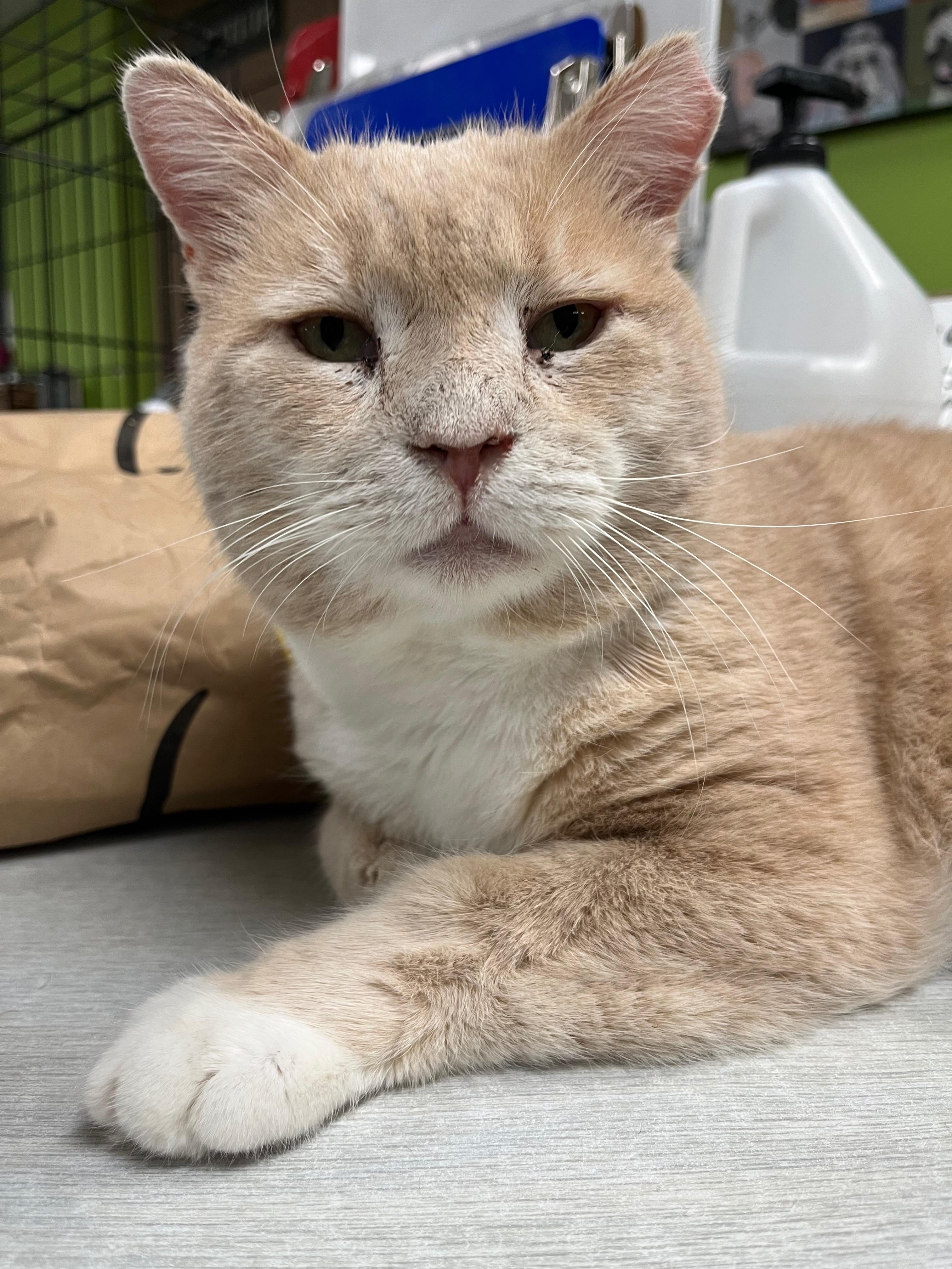 Muddy, an adopted Domestic Short Hair in Richmond, KY image 6/6