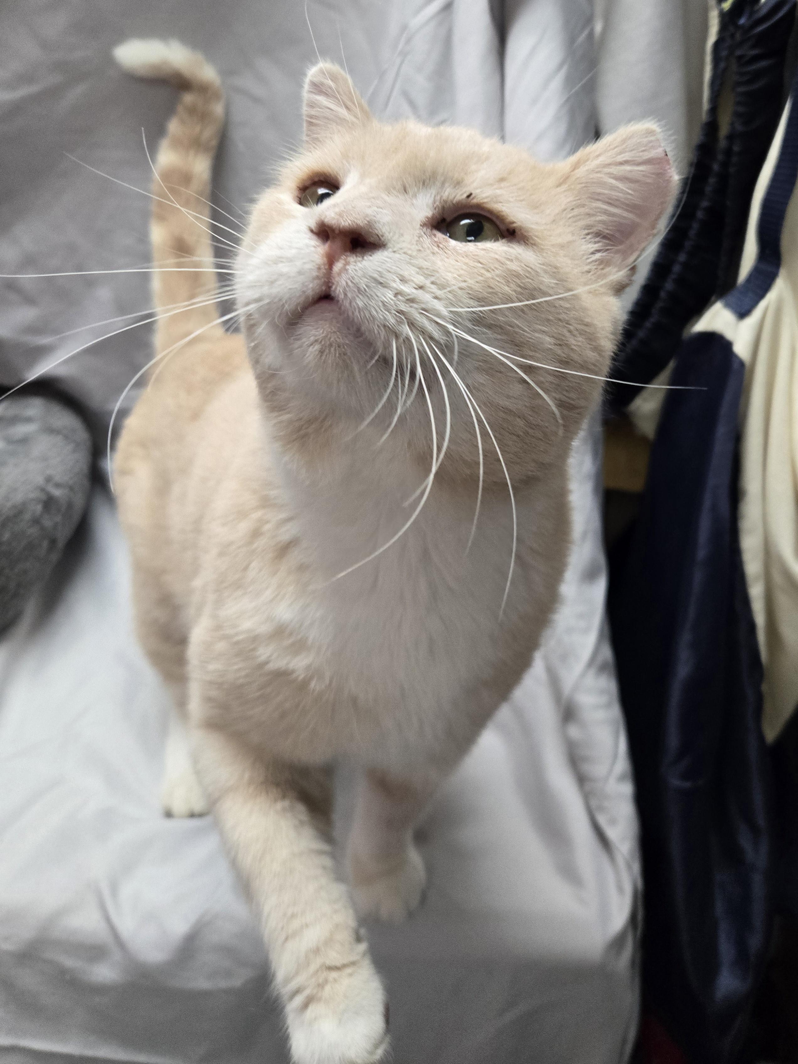 Muddy, an adopted Domestic Short Hair in Richmond, KY image 4/6