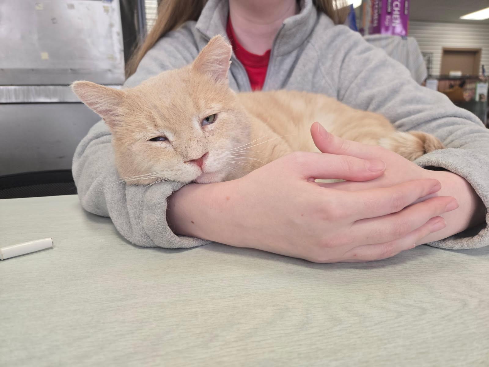 Muddy, adopted, Senior Male Domestic Short Hair.