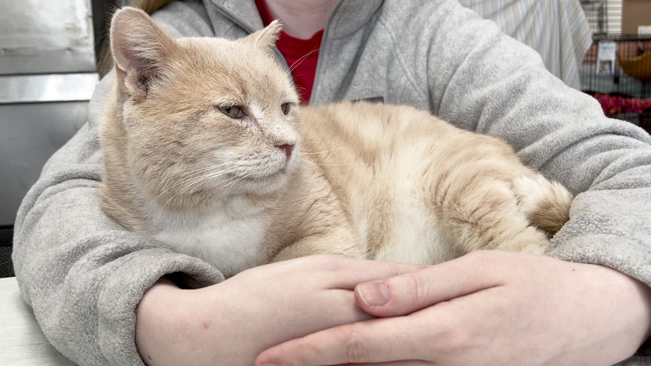 Enlarge Muddy, an adopted Domestic Short Hair in Richmond, KY video 5/6