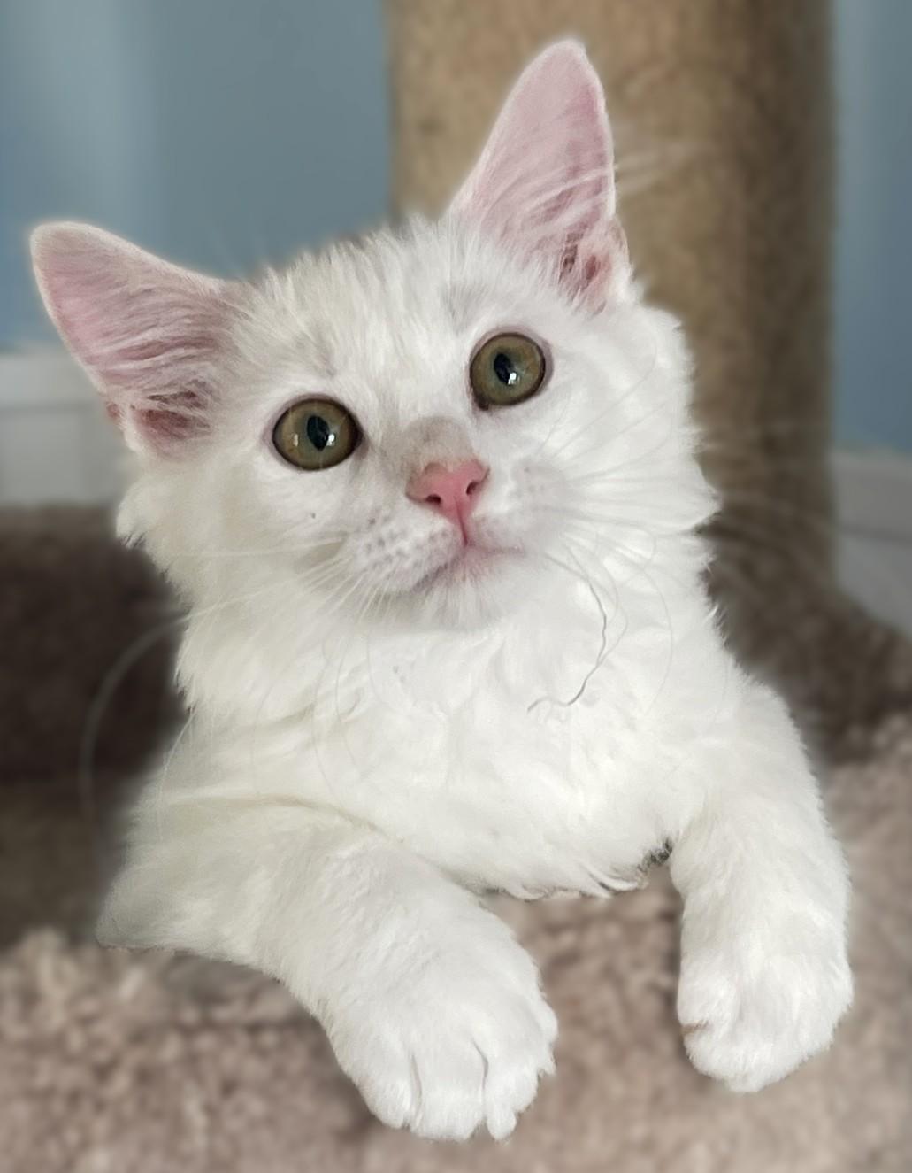 Leif and Dane, Adopted, Kitten Male Domestic Medium Hair.