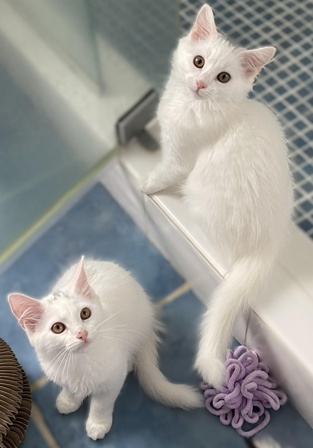 Enlarge Leif and Dane, a Adopted Domestic Medium Hair in Culpeper, VA image 5/6