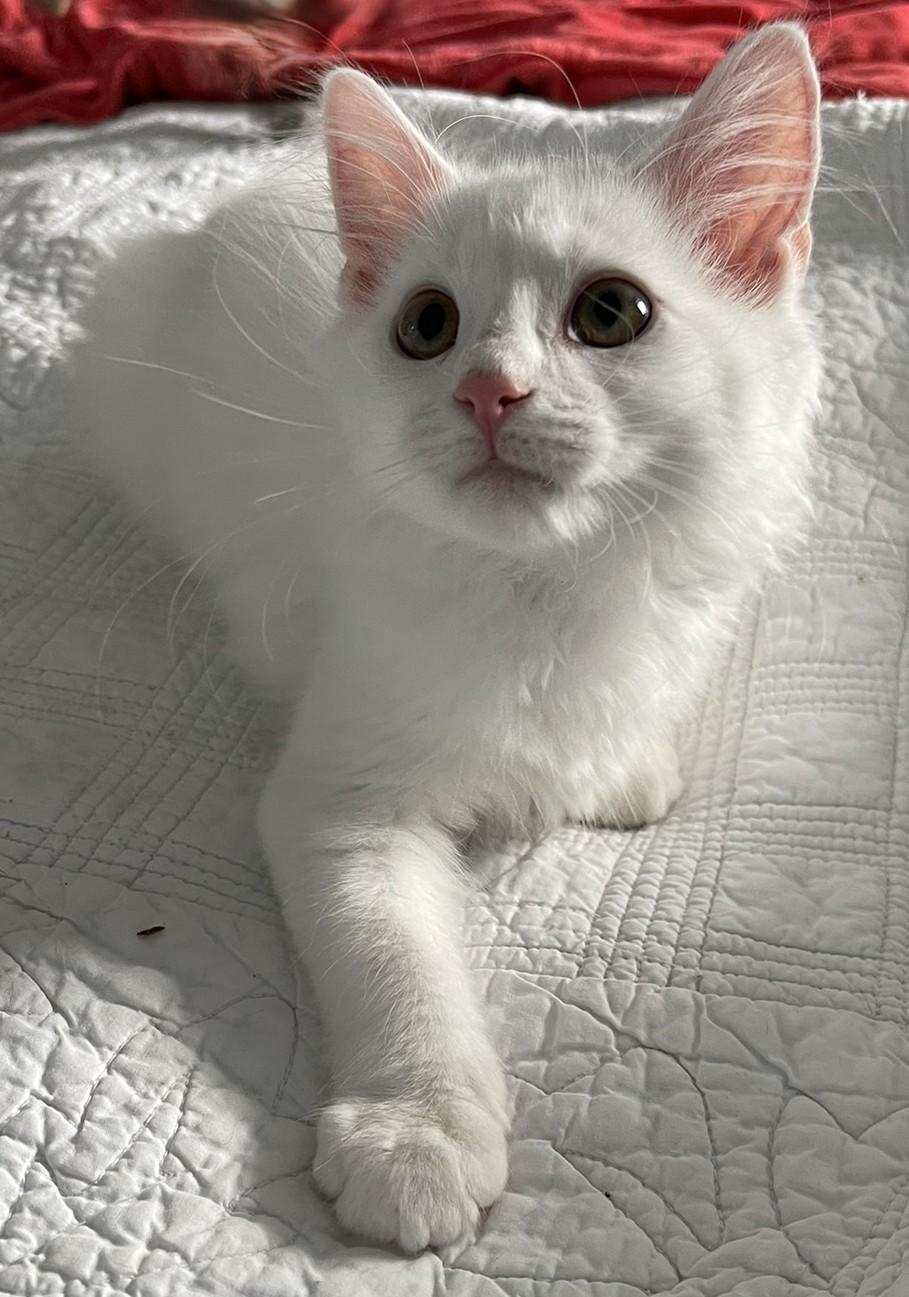 Enlarge Leif and Dane, a Adopted Domestic Medium Hair in Culpeper, VA image 3/6