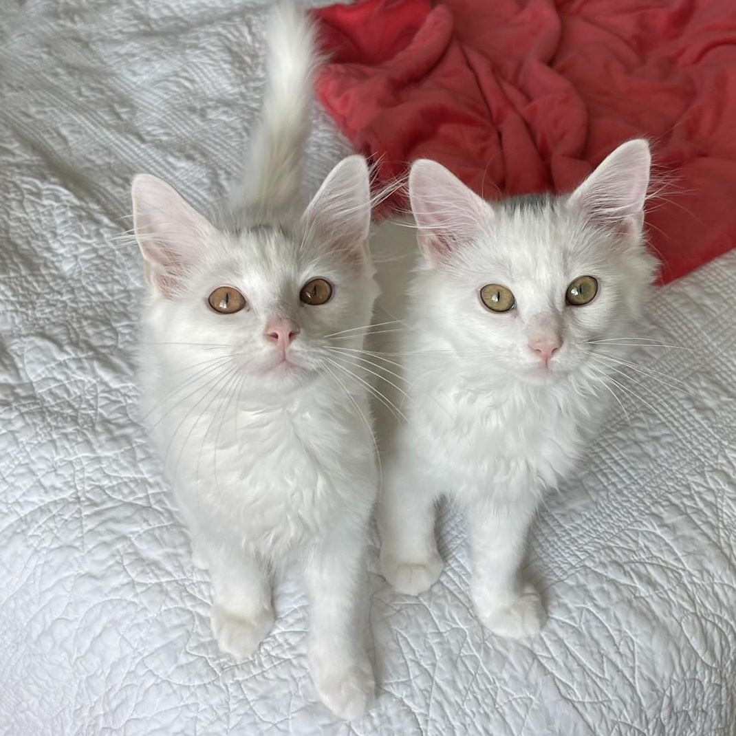 Enlarge Leif and Dane, a Adopted Domestic Medium Hair in Culpeper, VA image 6/6