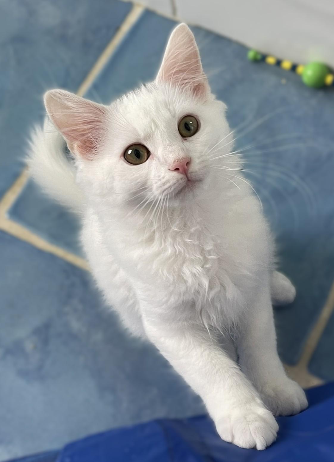 Enlarge Leif and Dane, a Adopted Domestic Medium Hair in Culpeper, VA image 4/6