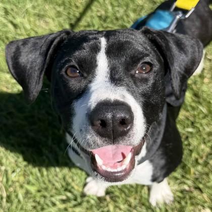 Trike, Adoptable, Young Male Mixed Breed & Mixed Breed.