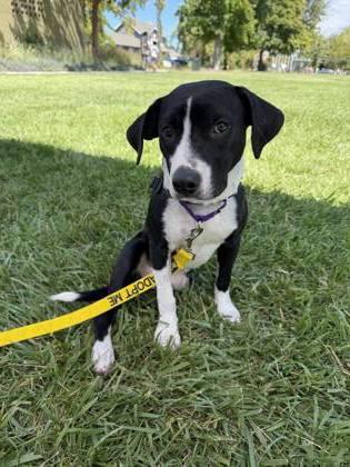 Trike, a Adoptable mixed breed in Pleasanton, CA image 2/3