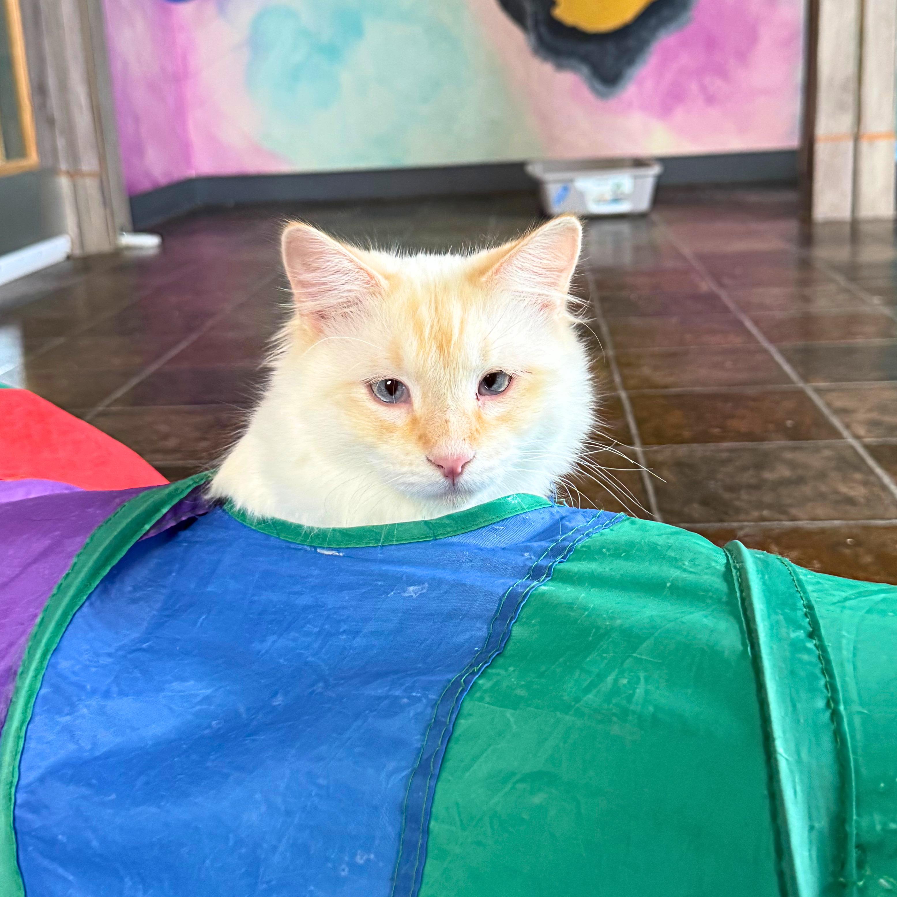 Enlarge Falkor, a Adoptable Domestic Medium Hair in Ridgway, CO image 5/6