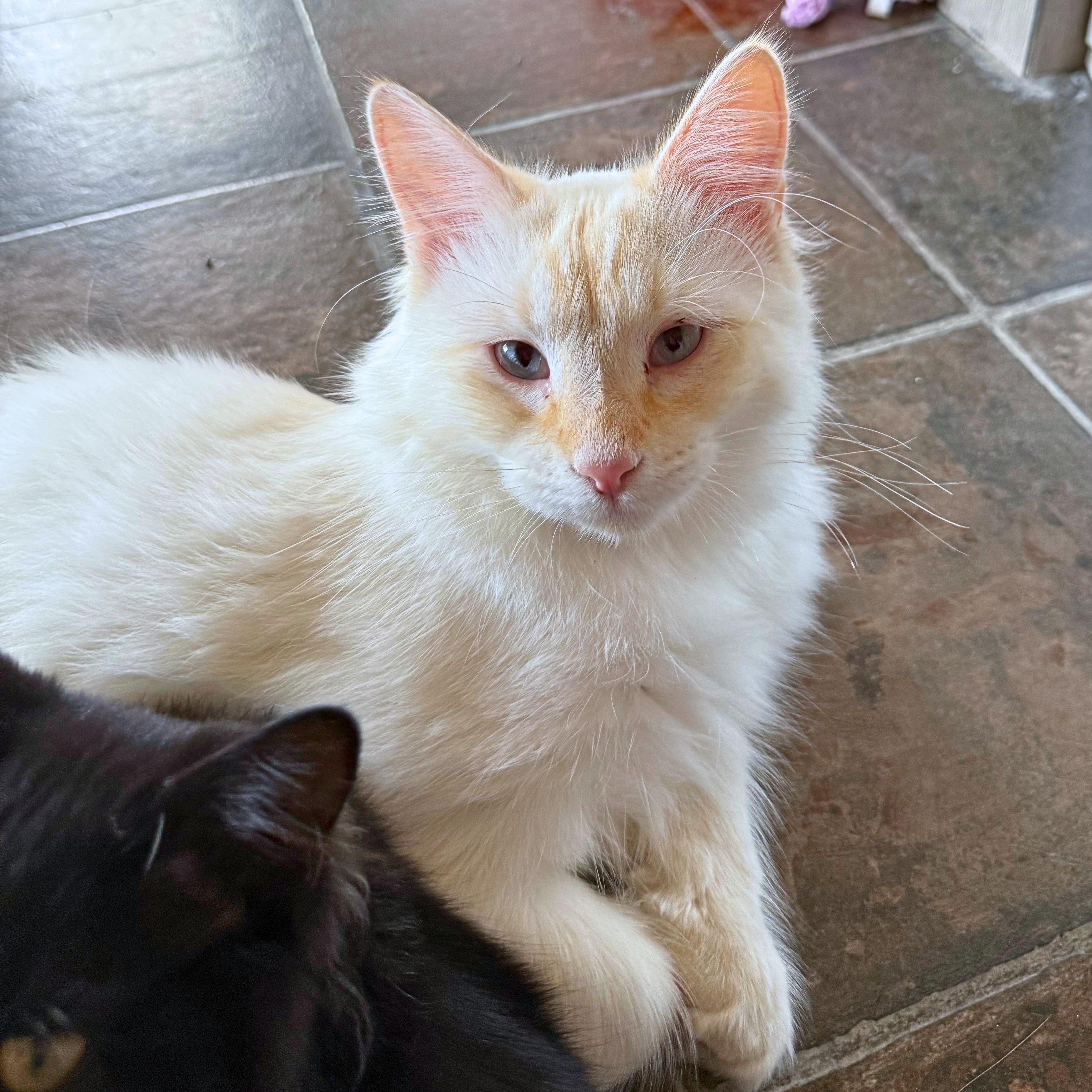 Enlarge Falkor, a Adoptable Domestic Medium Hair in Ridgway, CO image 2/6