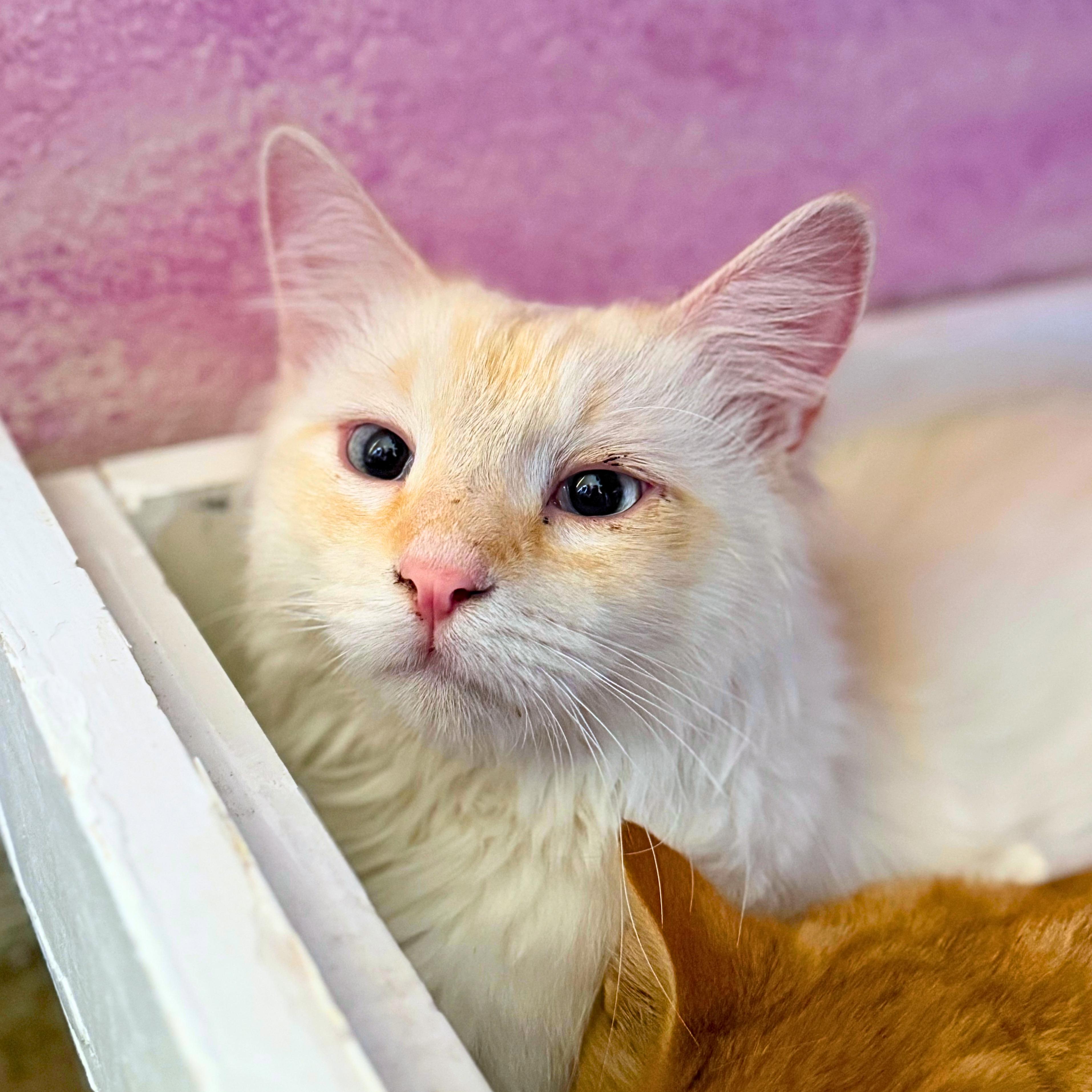 Enlarge Falkor, a Adoptable Domestic Medium Hair in Ridgway, CO image 1/6