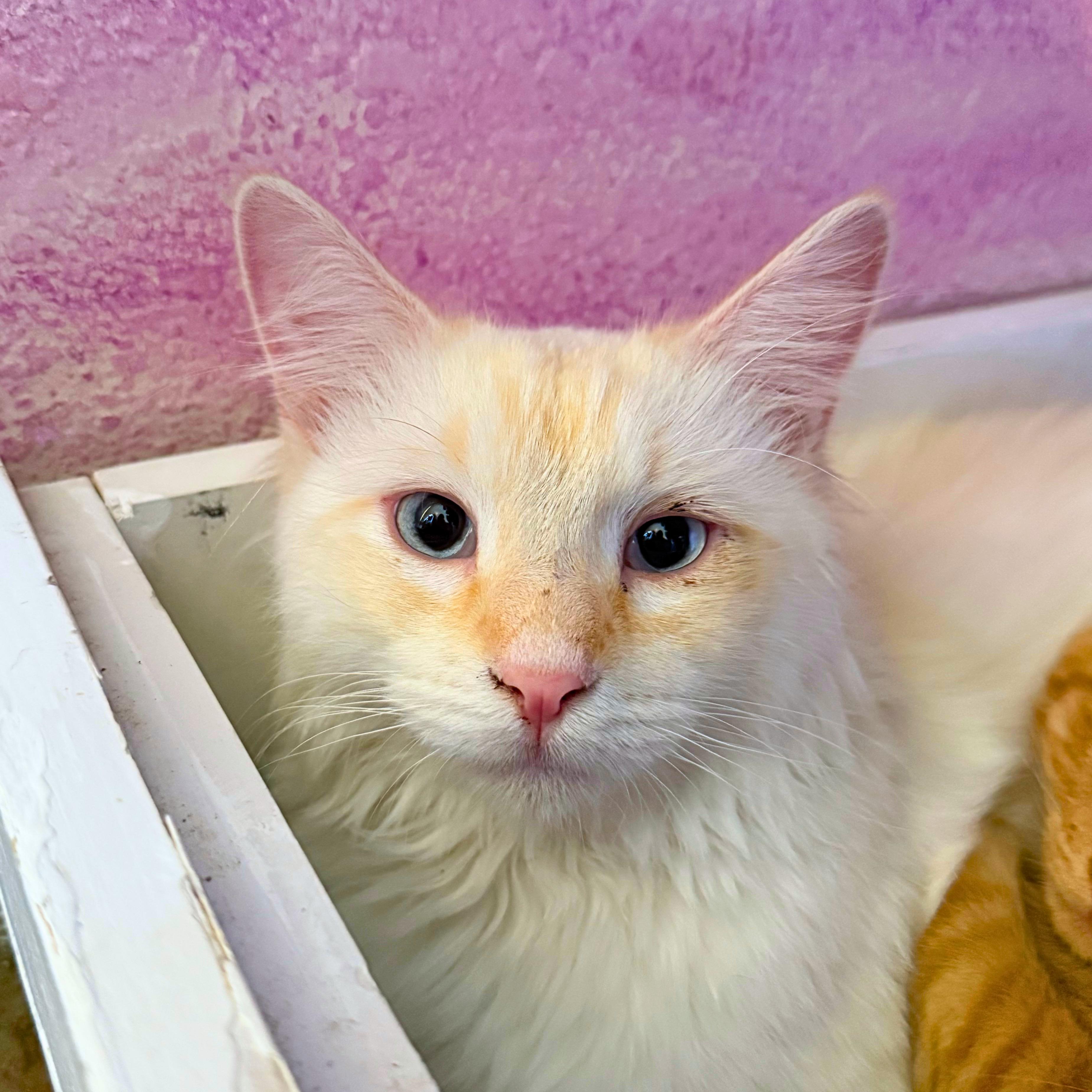 Enlarge Falkor, a Adoptable Domestic Medium Hair in Ridgway, CO image 3/6
