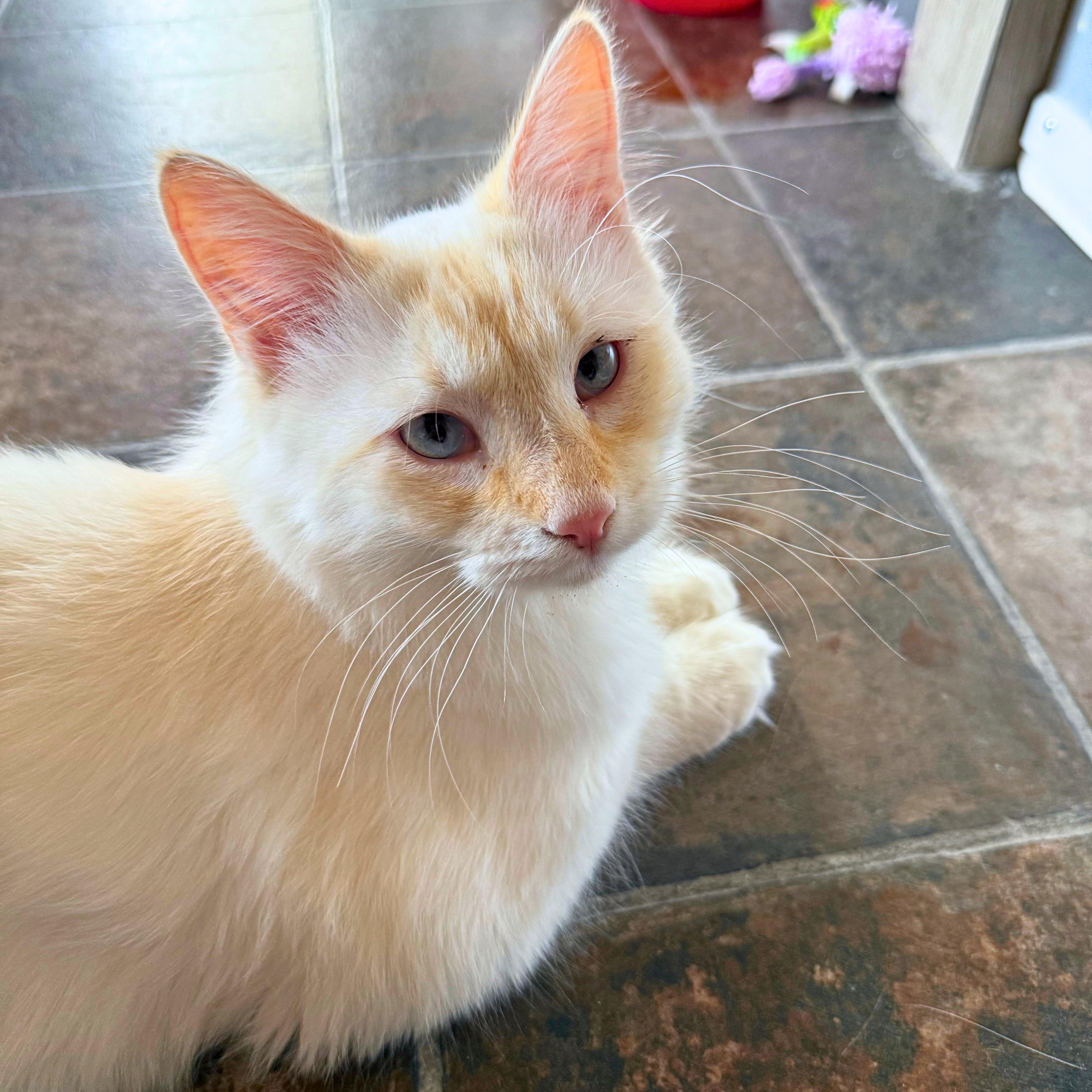 Enlarge Falkor, a Adoptable Domestic Medium Hair in Ridgway, CO image 4/6