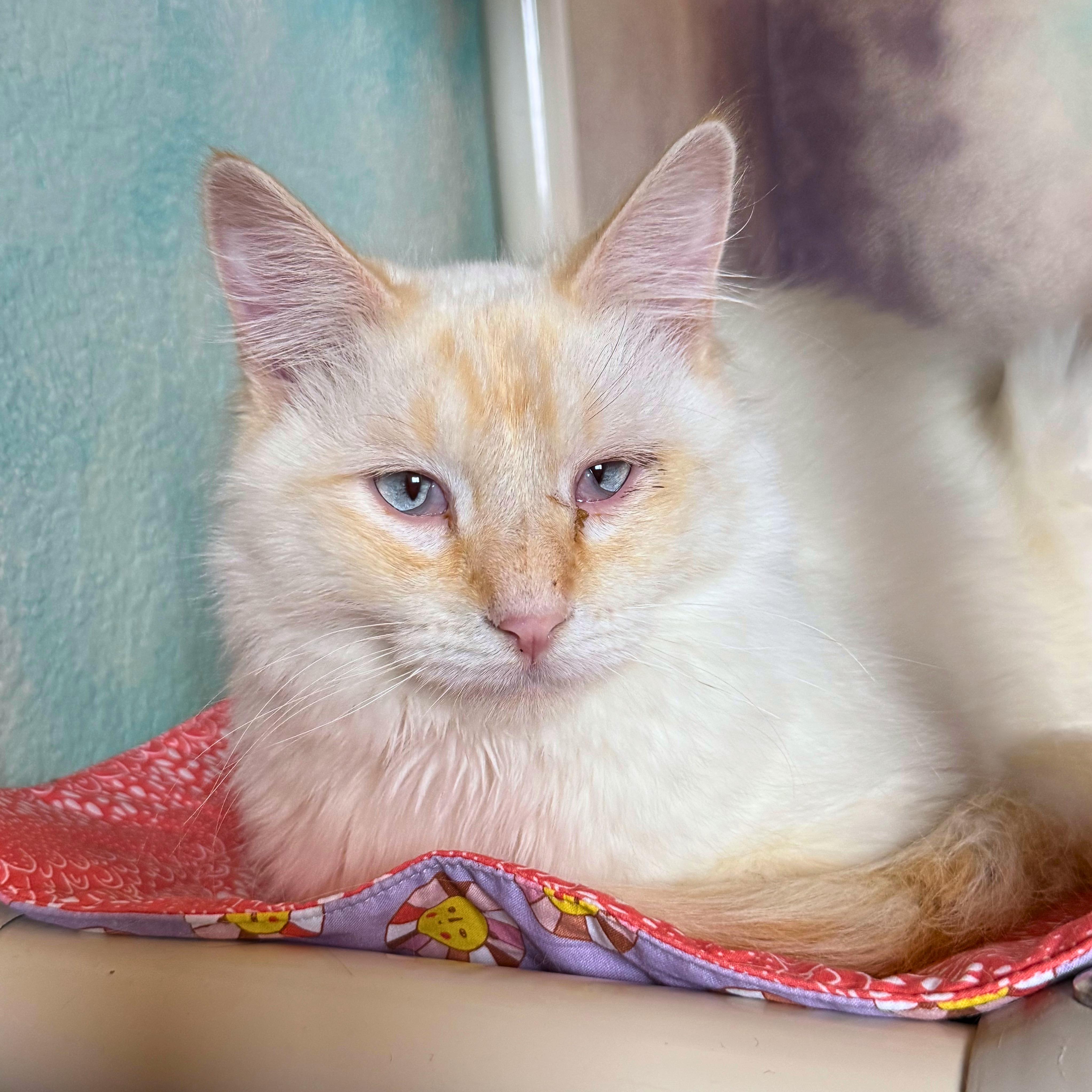 Enlarge Falkor, a Adoptable Domestic Medium Hair in Ridgway, CO image 6/6