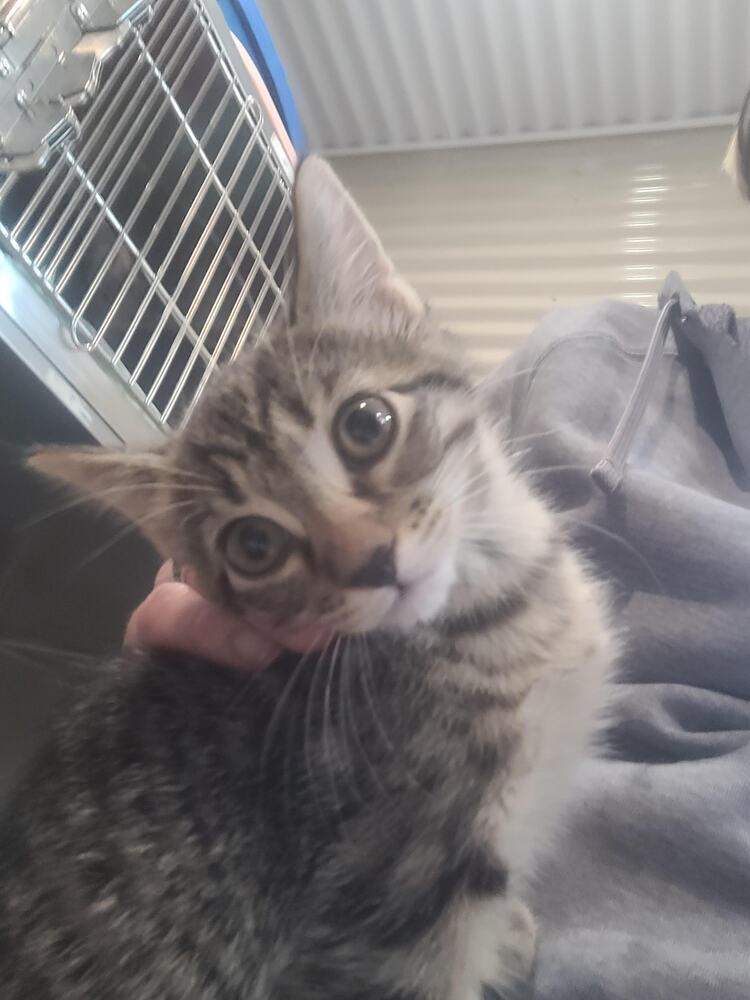 Elaine, Adoptable, Kitten Female Domestic Short Hair.