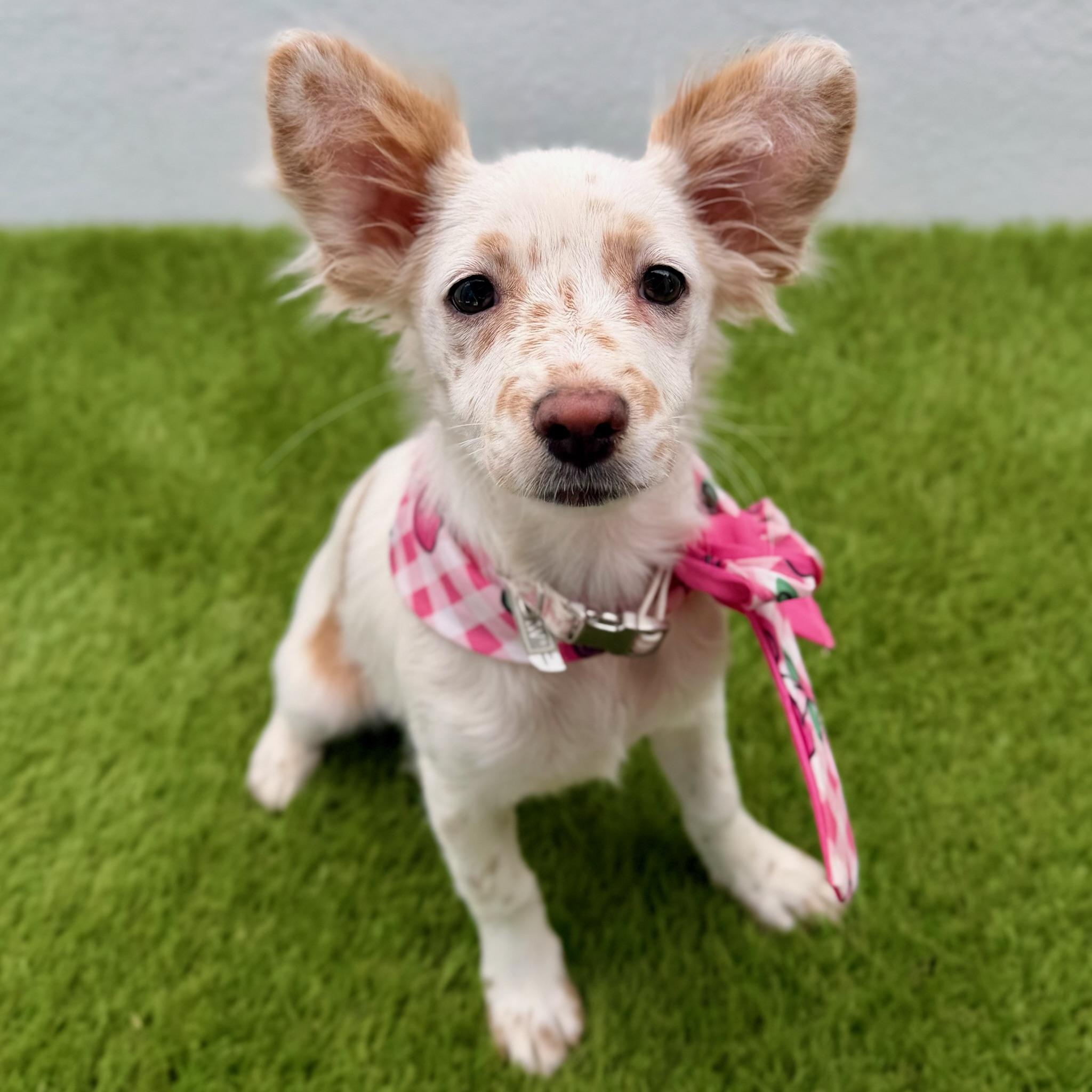 BUBBLES, adopted, Puppy Female Chihuahua.