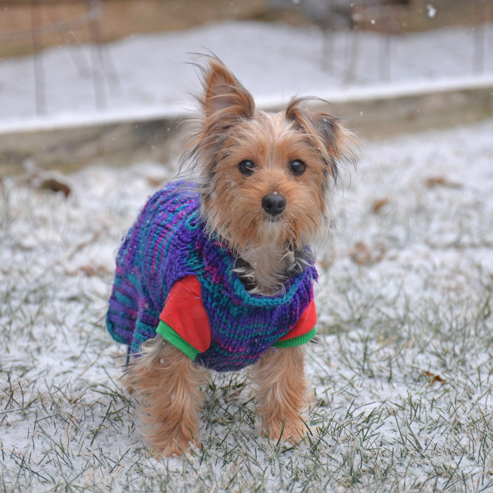 Muffin. New Name: Teddy, Adoptable, Young Male Yorkshire Terrier.