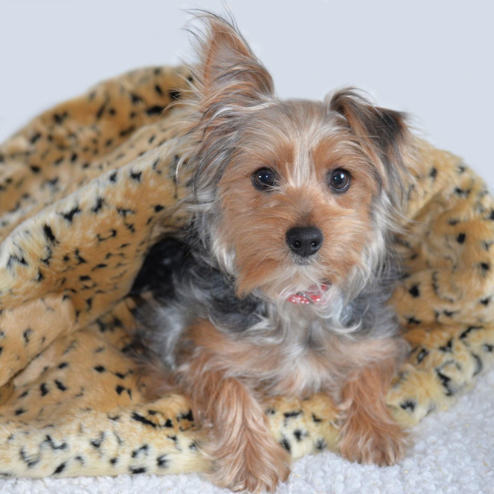 Enlarge Muffin. New Name: Teddy, a Adoptable Yorkshire Terrier in Gretna, NE image 2/3