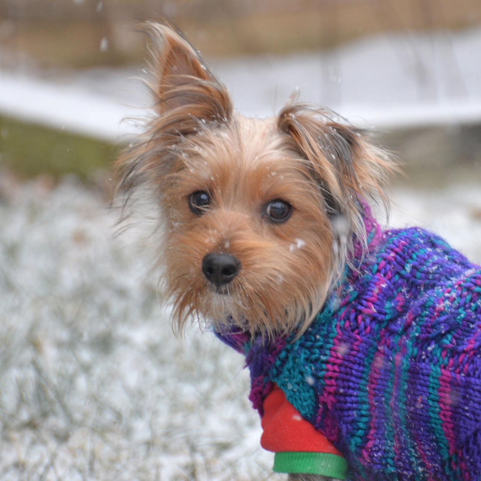 Enlarge Muffin. New Name: Teddy, a Adoptable Yorkshire Terrier in Gretna, NE image 3/3