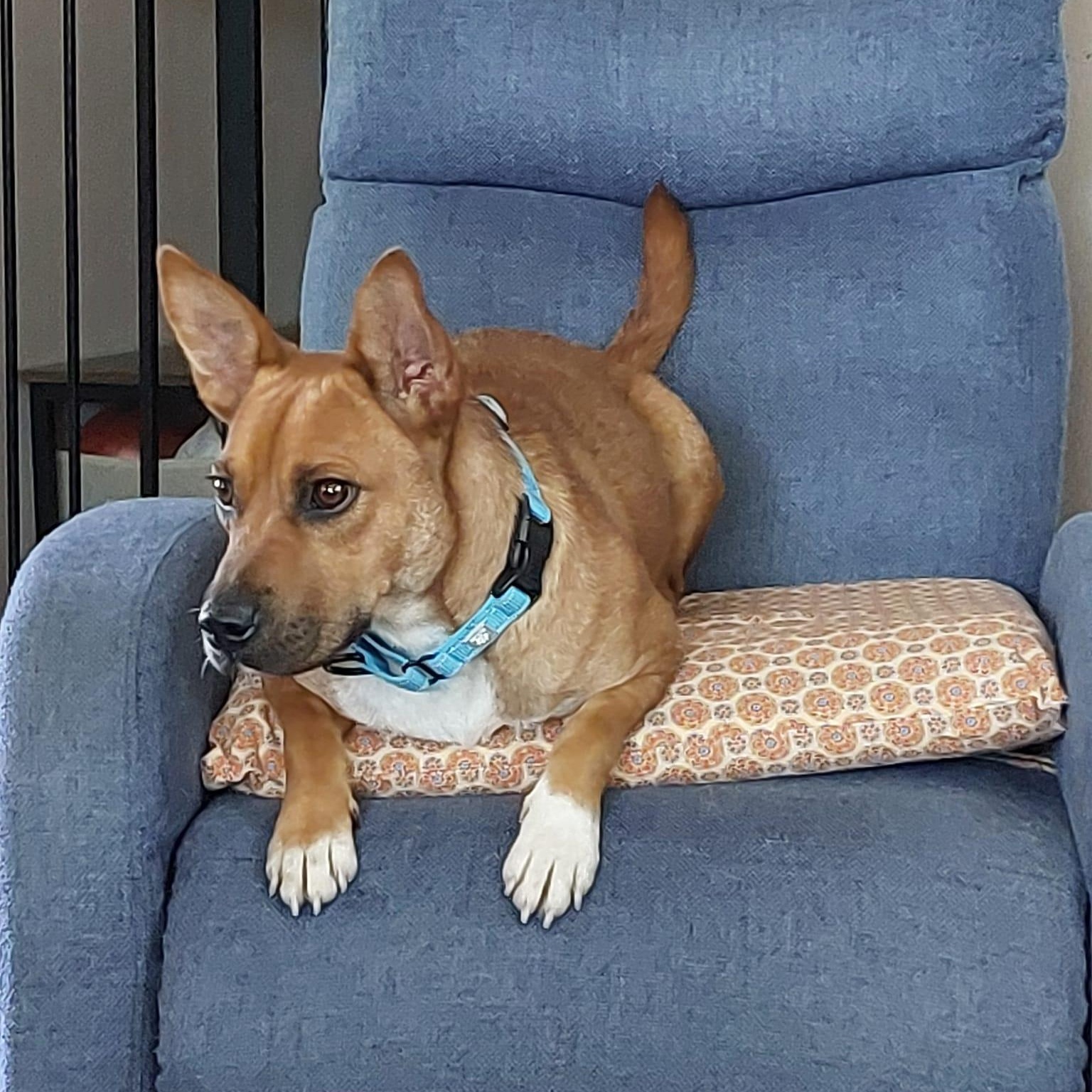 Enlarge TILLY, a ADOPTABLE mixed breed in Loveland, CO image 1/5