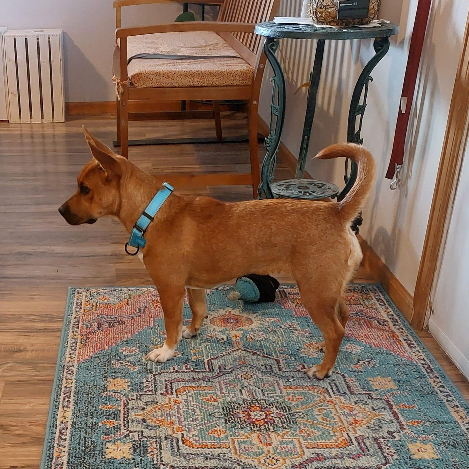 Enlarge TILLY, a ADOPTABLE mixed breed in Loveland, CO image 5/5