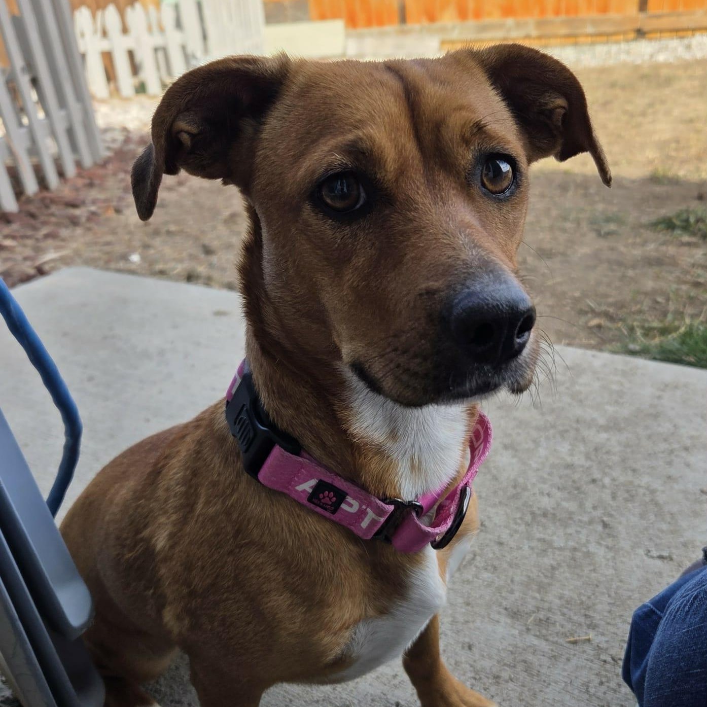 Enlarge TILLY, a ADOPTABLE mixed breed in Loveland, CO image 4/5