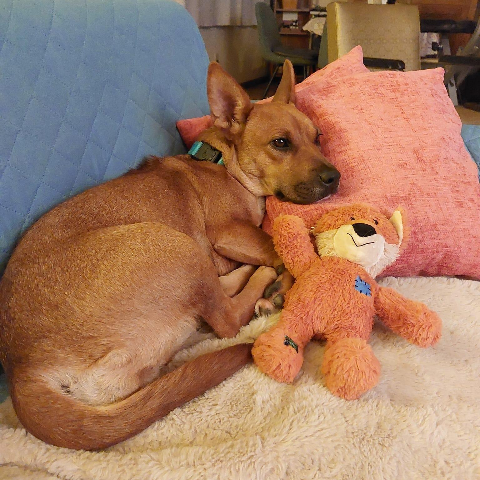 Enlarge TILLY, a ADOPTABLE mixed breed in Loveland, CO image 2/5