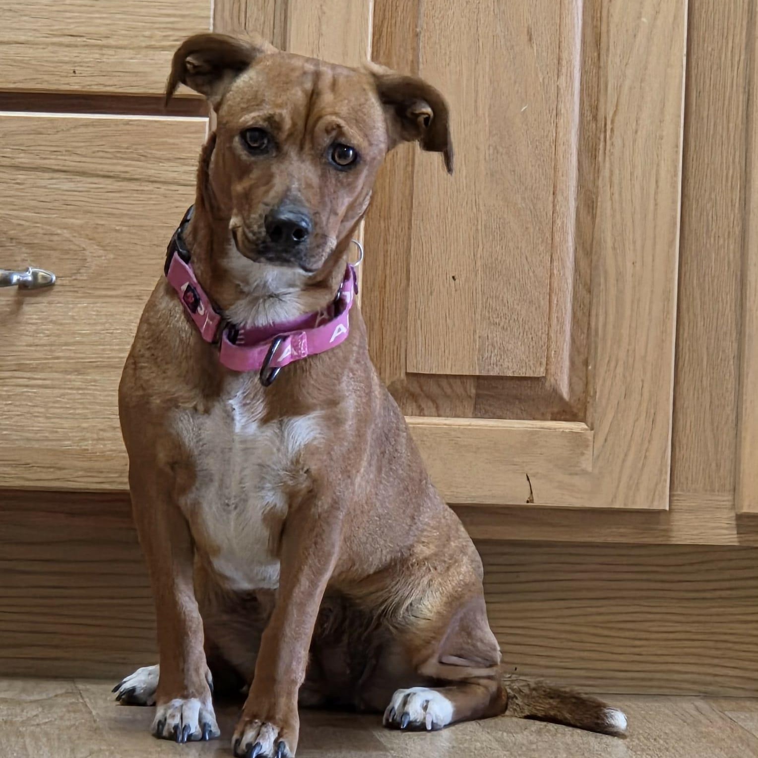 Enlarge TILLY, a ADOPTABLE mixed breed in Loveland, CO image 3/5