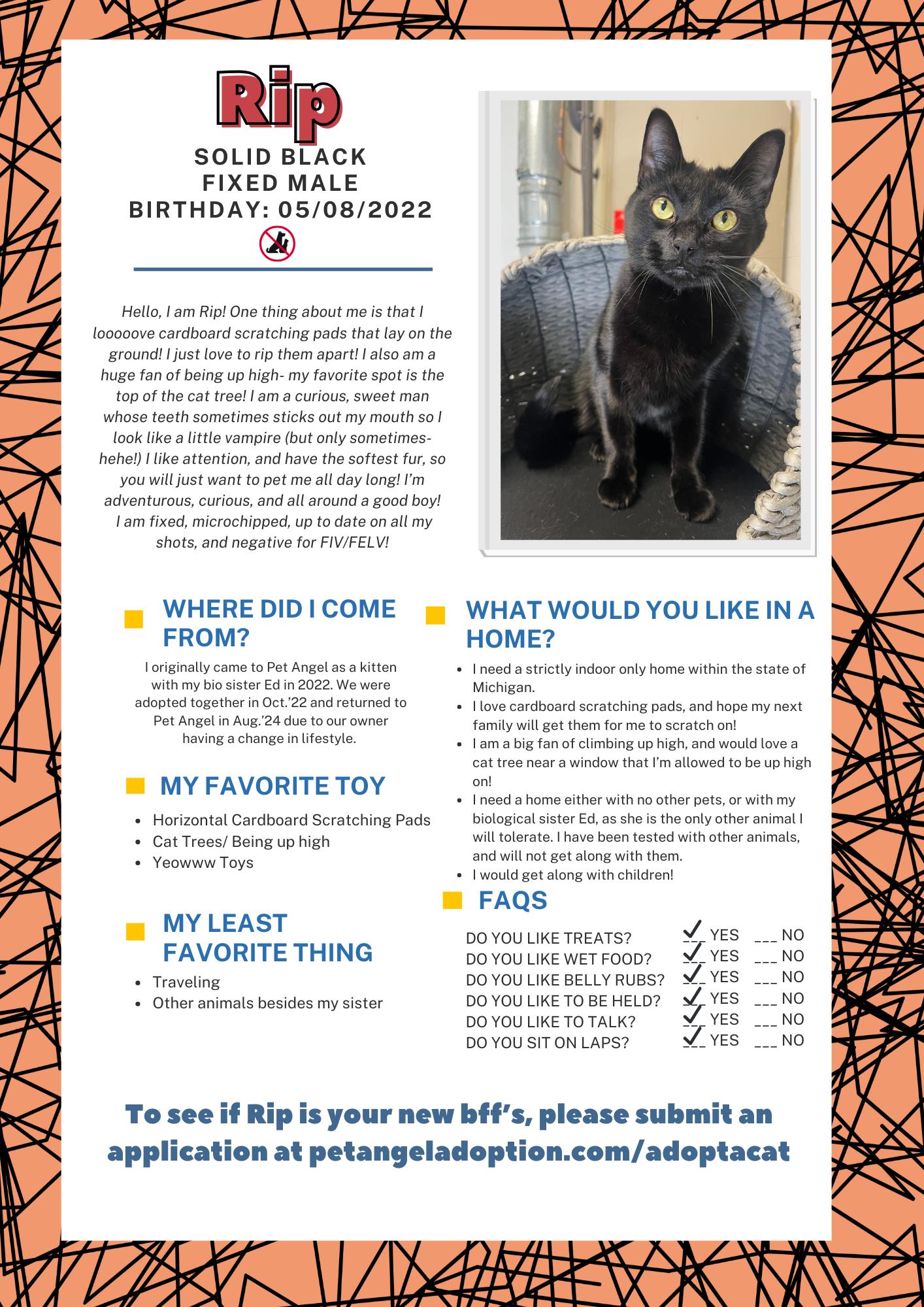 Enlarge Rip, a Adopted Domestic Short Hair in Frankenmuth, MI image 3/6