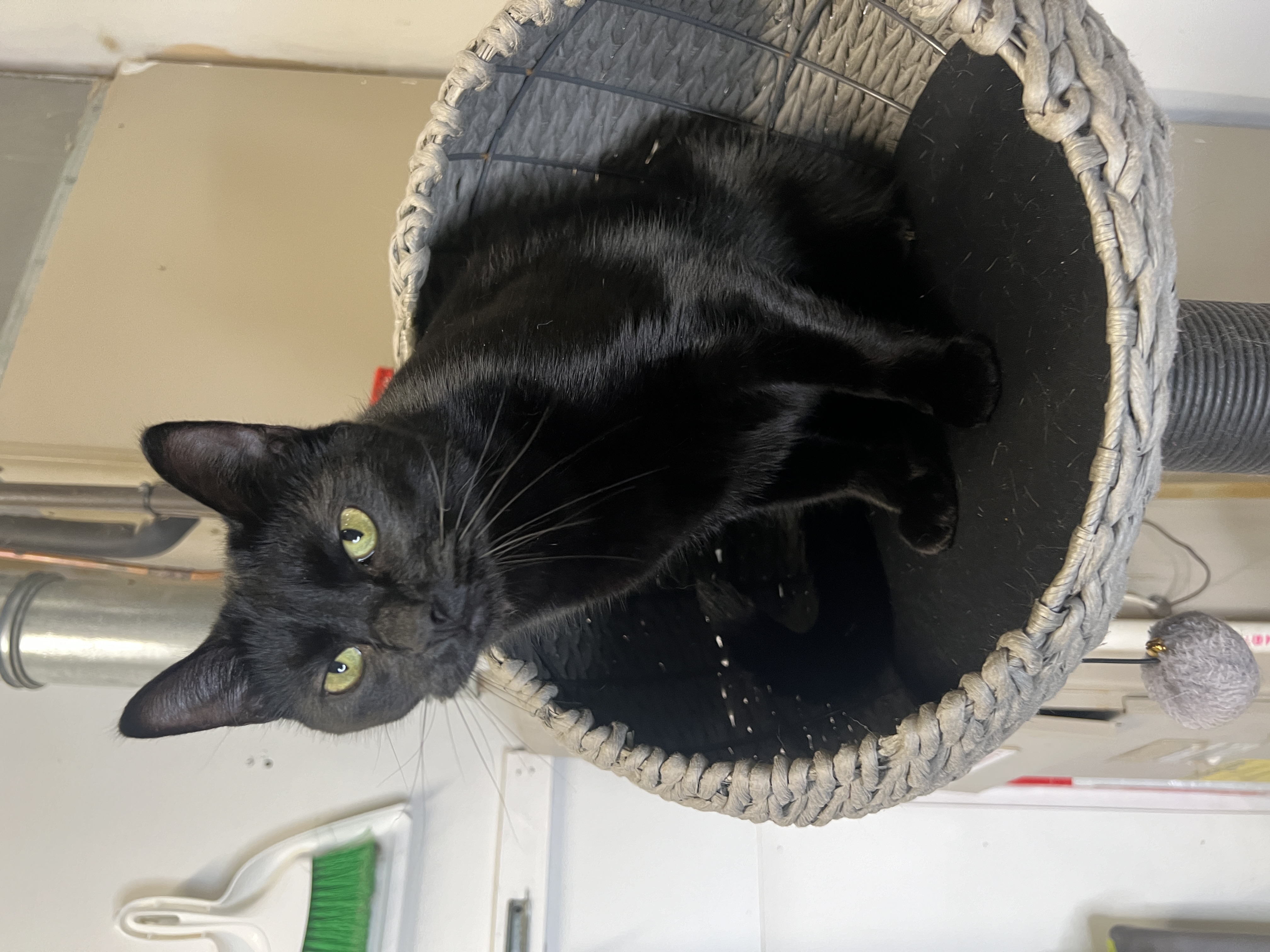 Enlarge Rip, a Adopted Domestic Short Hair in Frankenmuth, MI image 6/6