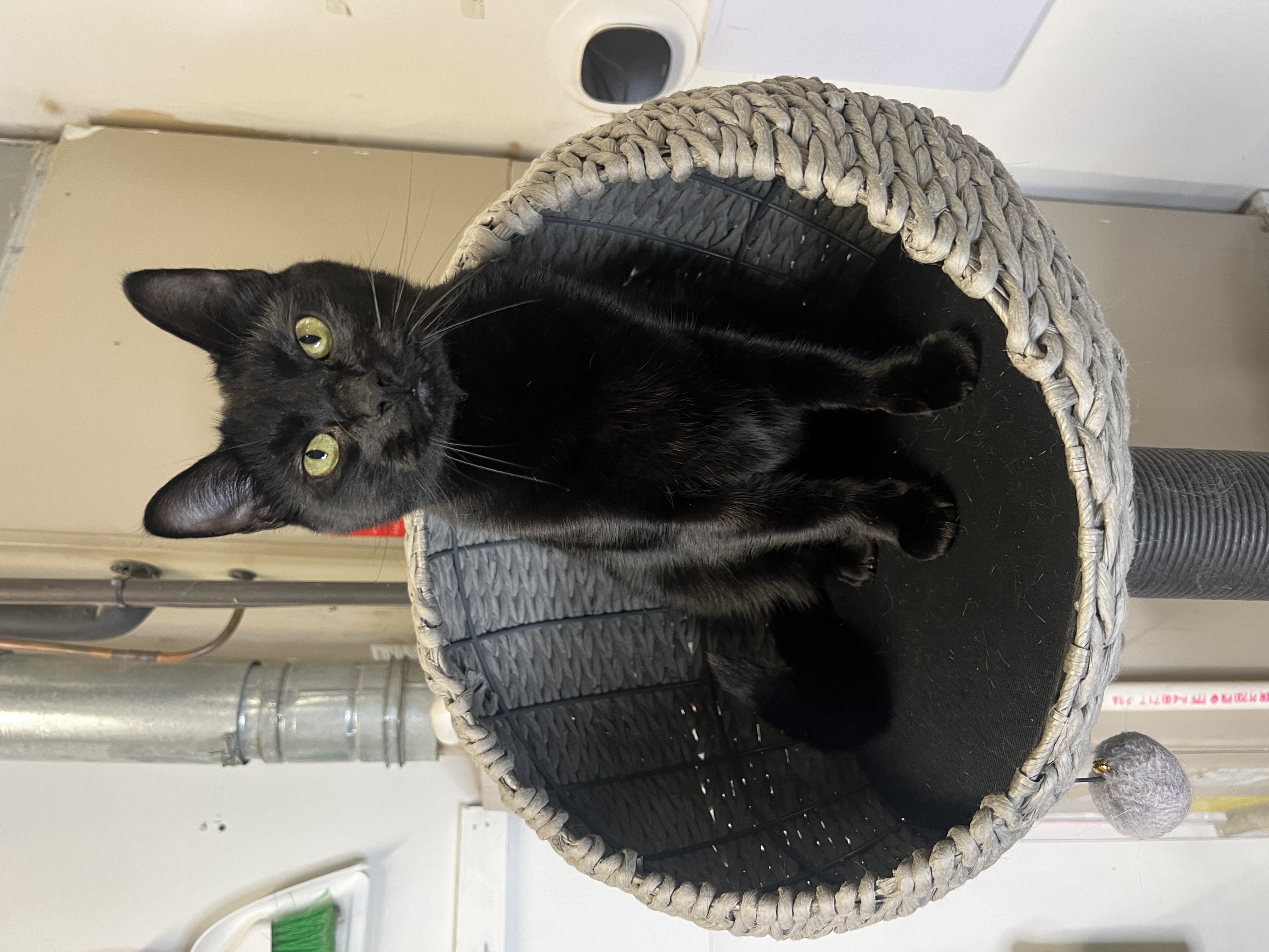 Rip, Adopted, Adult Male Domestic Short Hair.