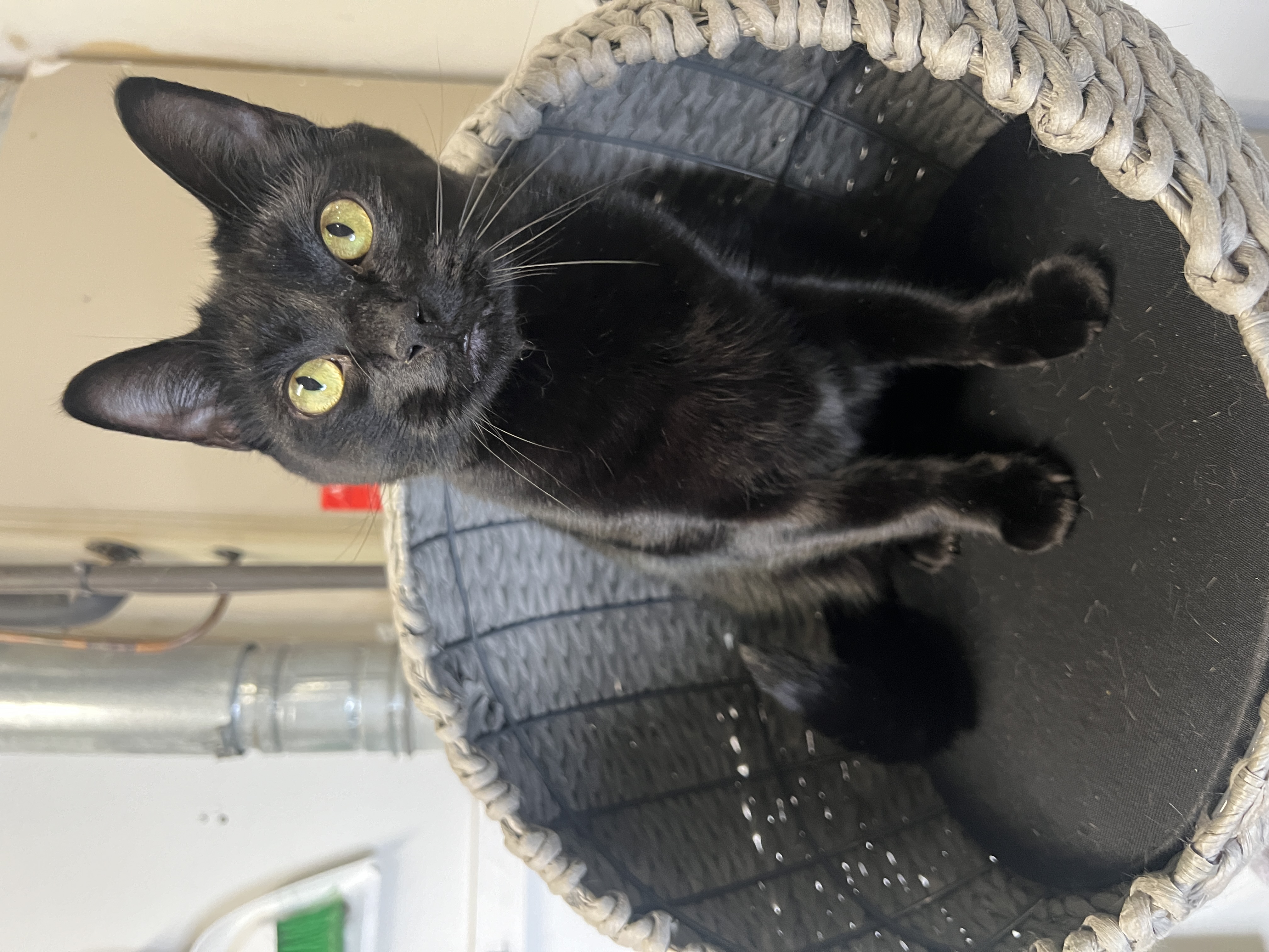 Enlarge Rip, a Adopted Domestic Short Hair in Frankenmuth, MI image 4/6