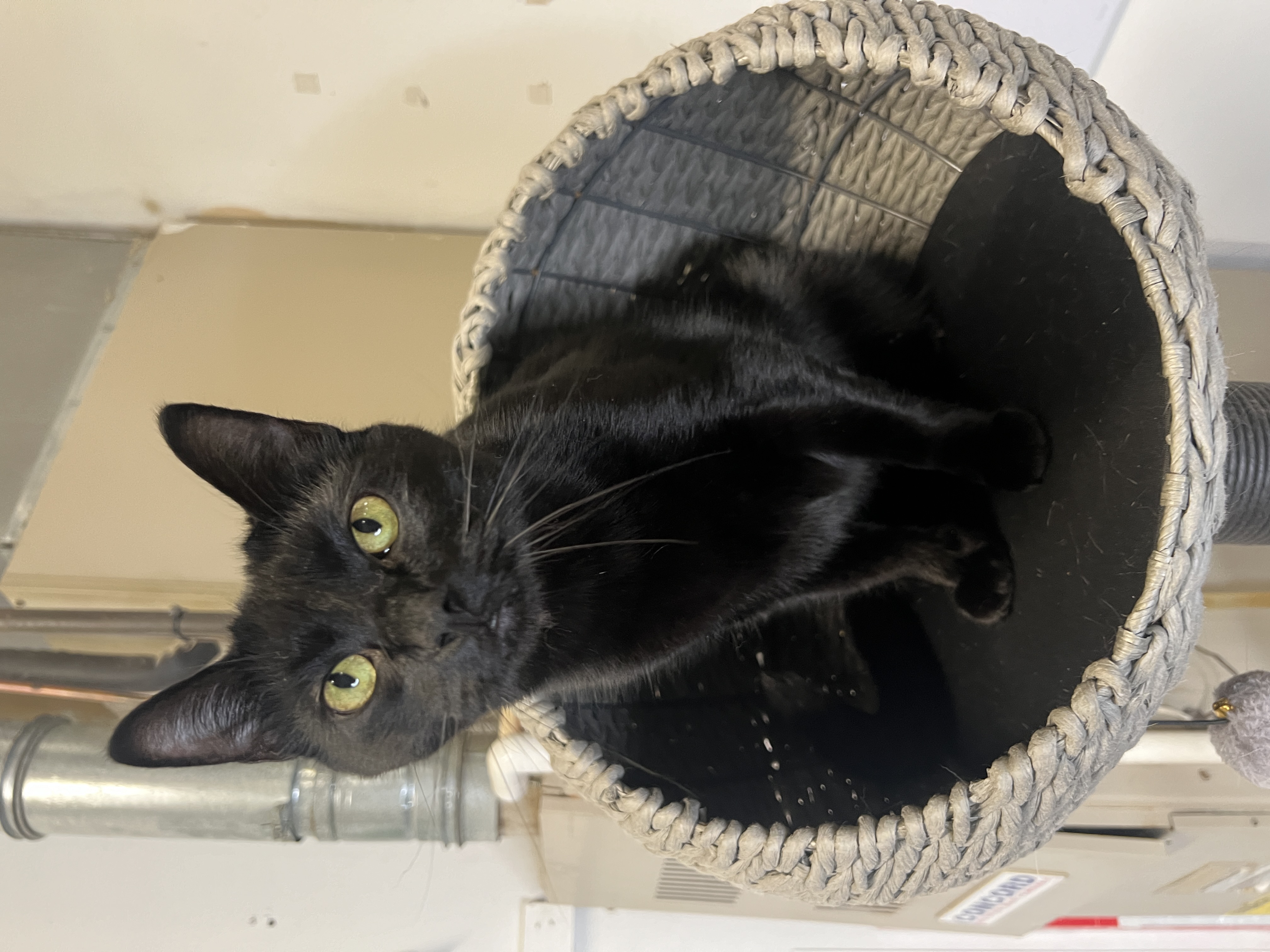 Enlarge Rip, a Adopted Domestic Short Hair in Frankenmuth, MI image 5/6