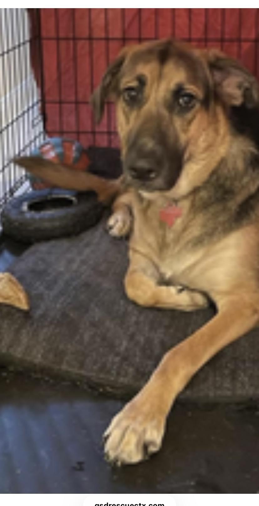 Enlarge Bree, an adopted mixed breed in Austin, TX image 1/3